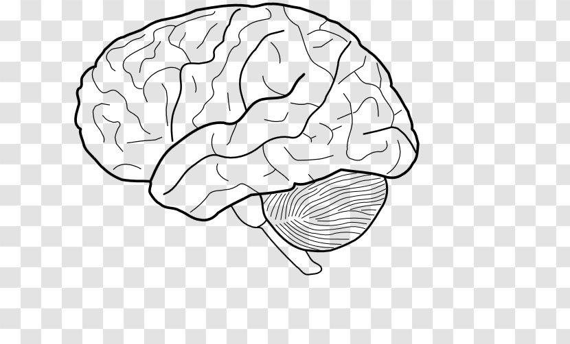 The Human Brain Coloring Book Anatomy Physiology Heart