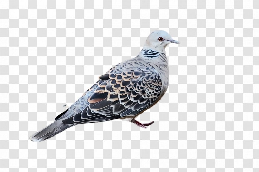 Bird Stock Dove Rock Pigeons And Doves Beak - Watercolor Transparent PNG