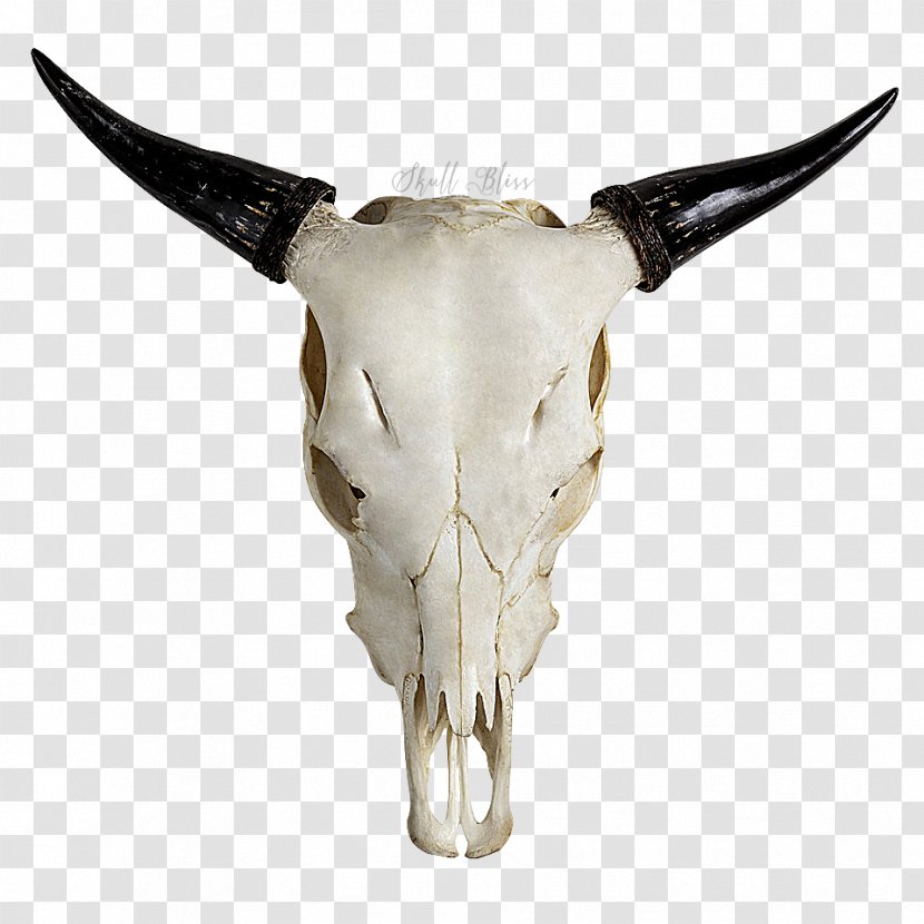 Highland Cattle Skull Horn Bull Goat Transparent PNG
