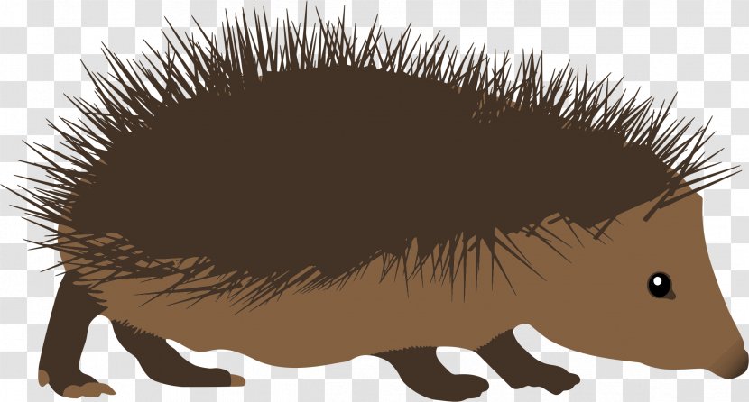 Hedgehog Cartoon Clip Art - Erinaceidae - Cliparts Transparent PNG