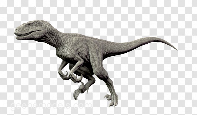 Velociraptor Utahraptor Allosaurus Dinosaur Giganotosaurus - Dilophosaurus Transparent PNG