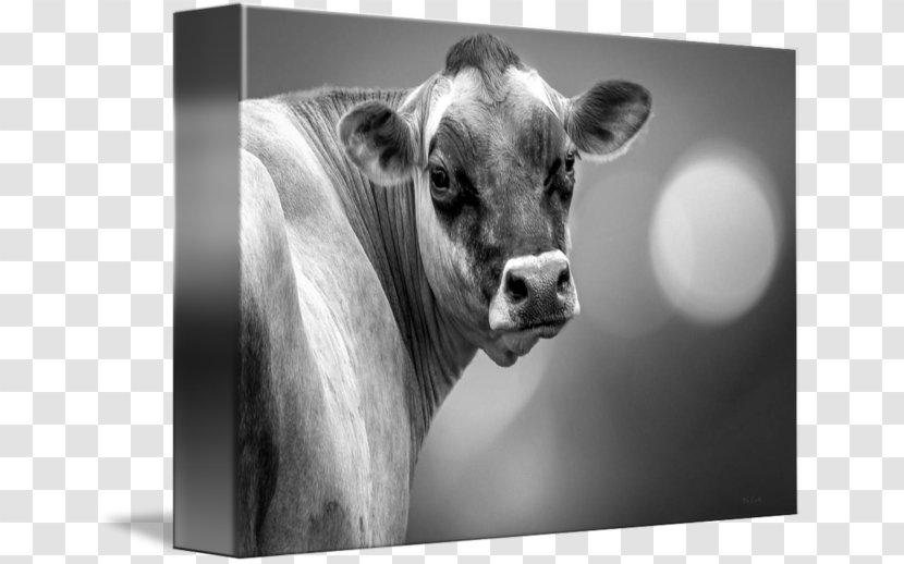 Dairy Cattle Art Black And White - Fauna - Cow Print Transparent PNG