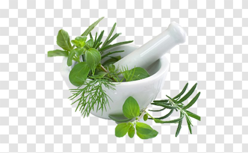 Pharmaceutical Drug Yunani Medicine Ayurveda Herbalism - Fines Herbes - Plants Transparent PNG