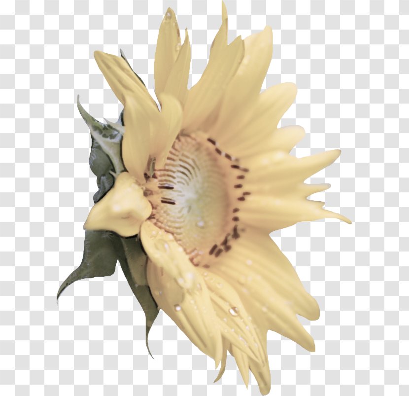 Sunflower - Flower - Flowering Plant Transparent PNG