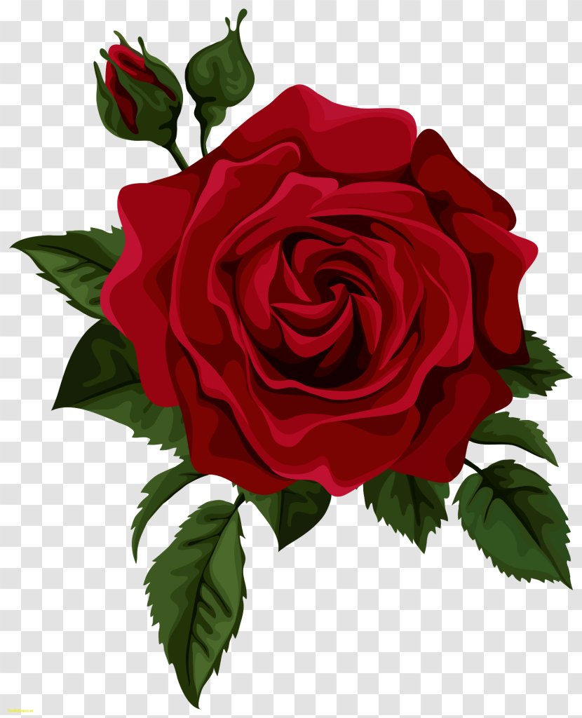 Hybrid Tea Rose Flower Clip Art - Red Transparent PNG