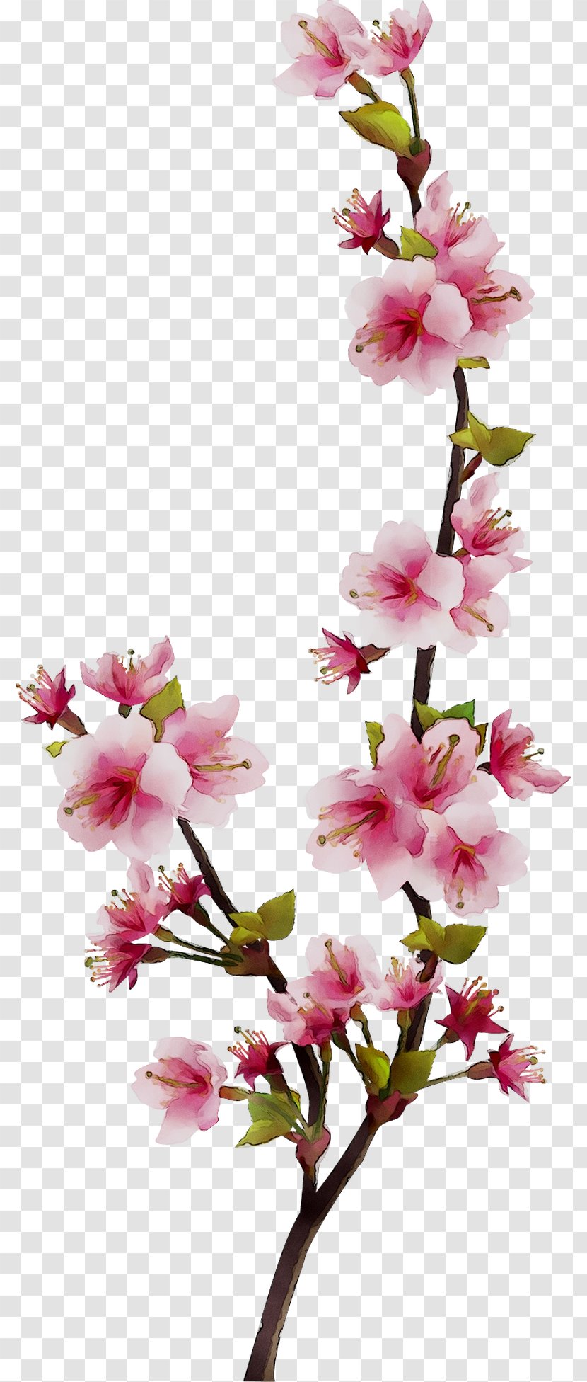 Floral Design Cut Flowers Cherry Blossom ST.AU.150 MIN.V.UNC.NR AD - Pink M - Flower Transparent PNG