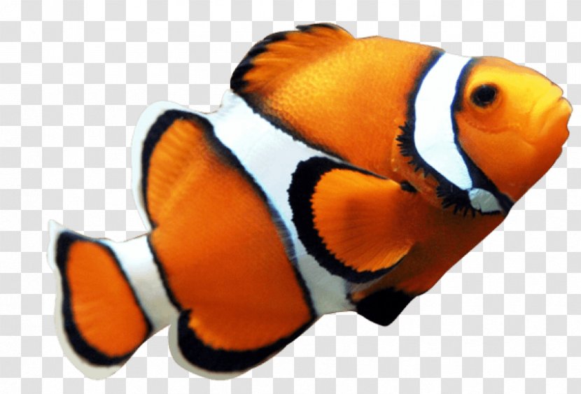Orange Clownfish Clip Art Nemo - Heart - Red Snapper Transparent PNG