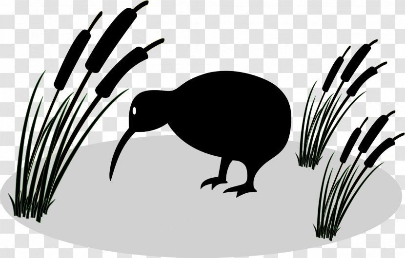 Bird Little Spotted Kiwi Great Okarito North Island Brown Transparent PNG