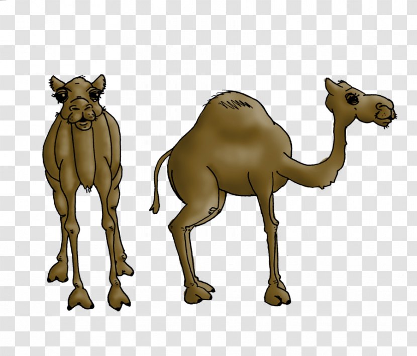 Dromedary Bactrian Camel Wildlife Horse - Battle Of The Transparent PNG