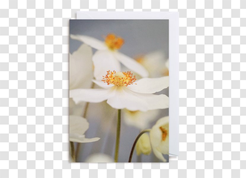 Floral Design Greeting & Note Cards Designer - Flower - Beauty Card Transparent PNG