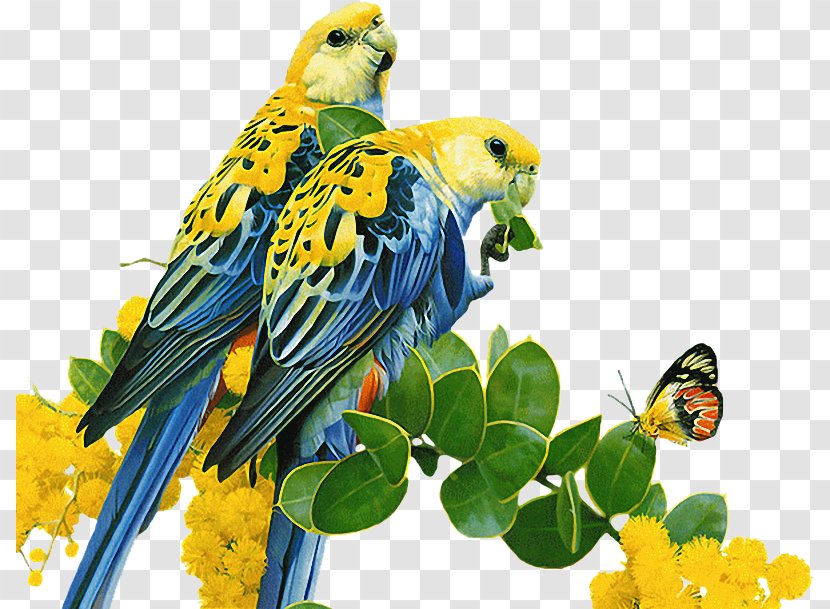 Bird Parrot Budgerigar Common Nightingale GIF - Beak Transparent PNG