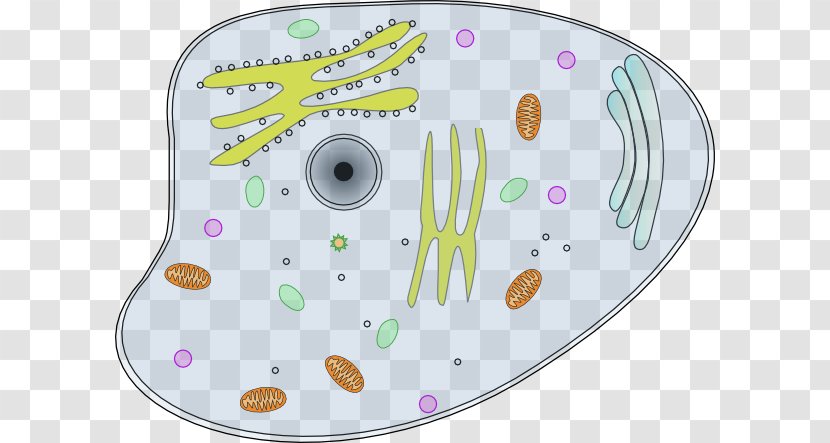 Animal Plant Cell Clip Art - Cliparts Transparent PNG