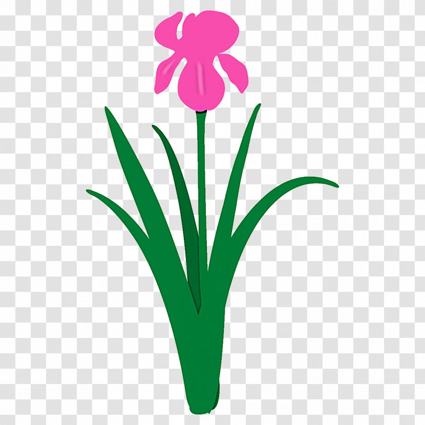 Flower Plant Petal Pedicel Grass - Stem Transparent PNG