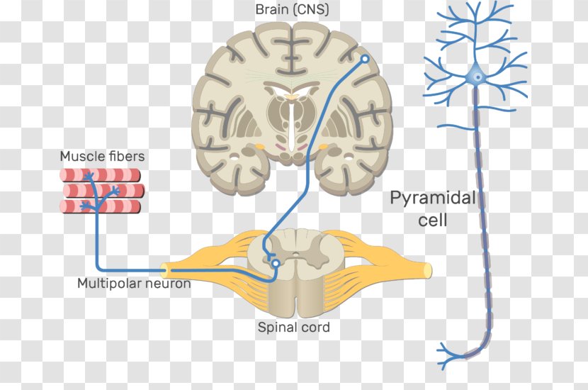 Somatic Nervous System Central Motor Neuron Neural Pathway - Frame - Brain Transparent PNG