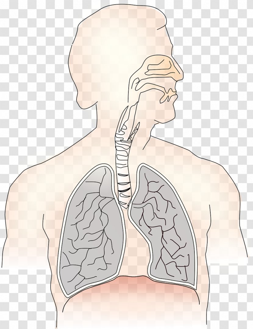 Respiratory System Breathing Disease Therapist Tract - Frame - Hanuman Transparent PNG
