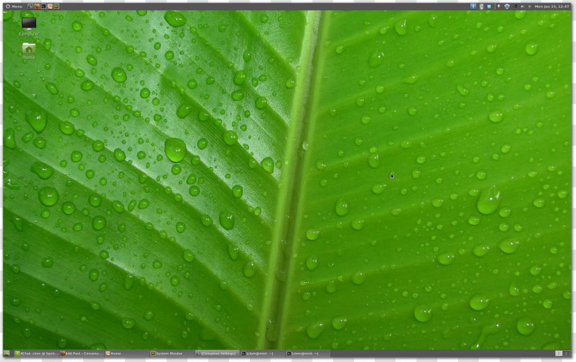 Desktop Wallpaper Leaf Green 1080p High-definition Television - Drop - Mint Transparent PNG