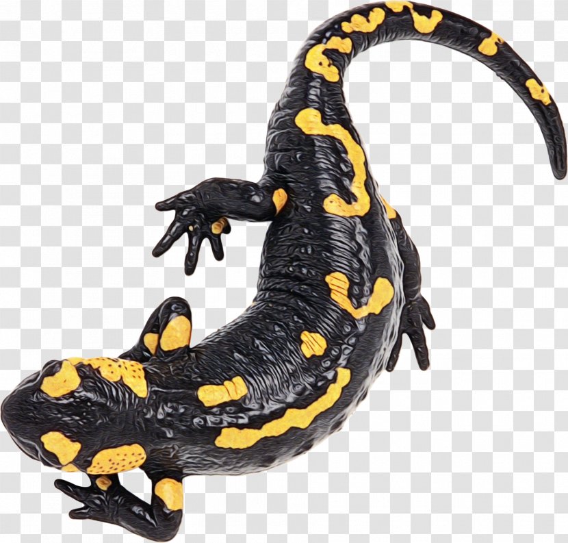 Salamandra Fire Salamander True Salamanders And Newts Spotted - Woodland - Newt Transparent PNG