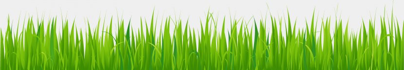 Lawn Clip Art - Stock Photography - Grass Transparent PNG