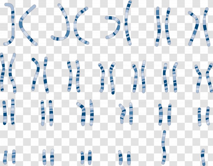 Karyotype Chromosome Genetics Comparative Genomic Hybridization - Frame Transparent PNG