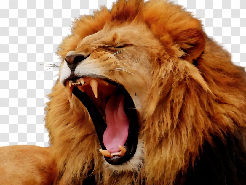 Lion Roar Masai Facial Expression Wildlife - Paint - Snout Big Cats Transparent PNG