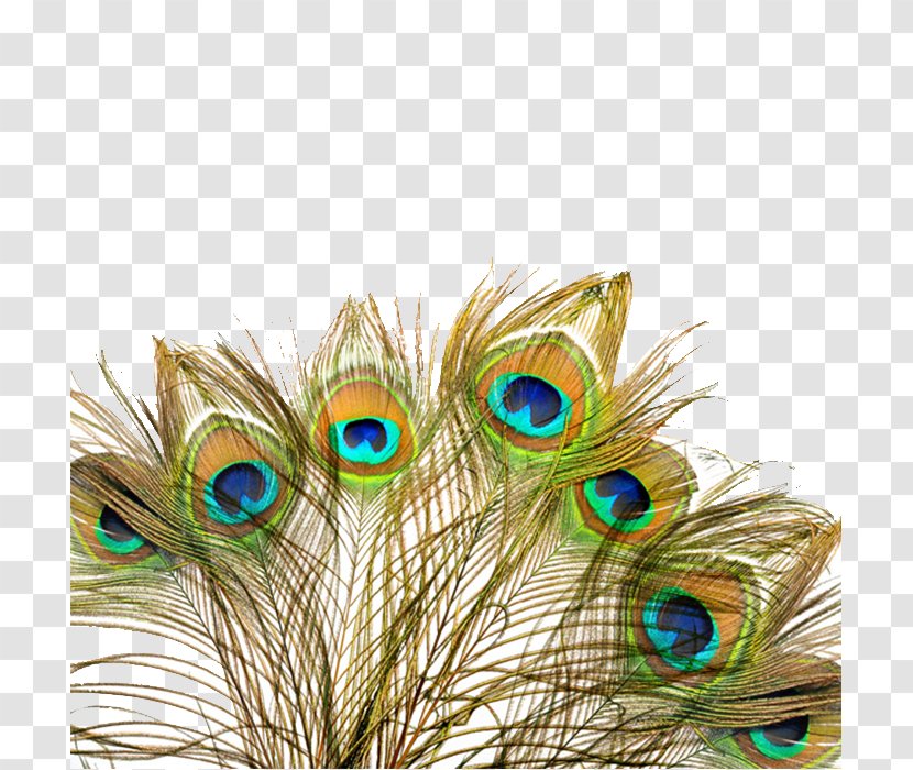 Peafowl Feather Wedding Invitation Bird - Shutterstock - Peacock Fan Transparent PNG