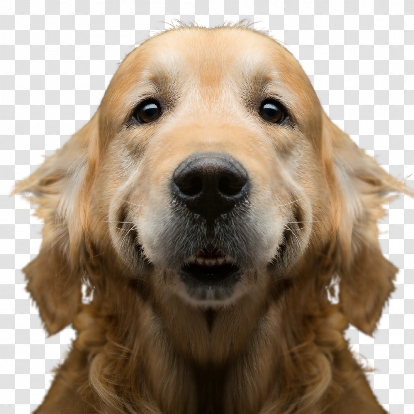 A Dog's Journey La Razón De Estar Contigo. El Regreso Casa Contigo: Una Novela Para Humanos Purpose - Book - Golden Retriever Transparent PNG