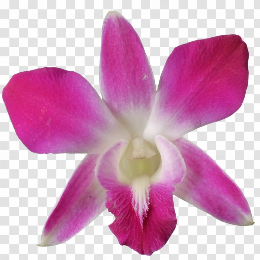 Crimson Cattleya Christmas Orchid Dendrobium Orchids Pigeon Transparent PNG
