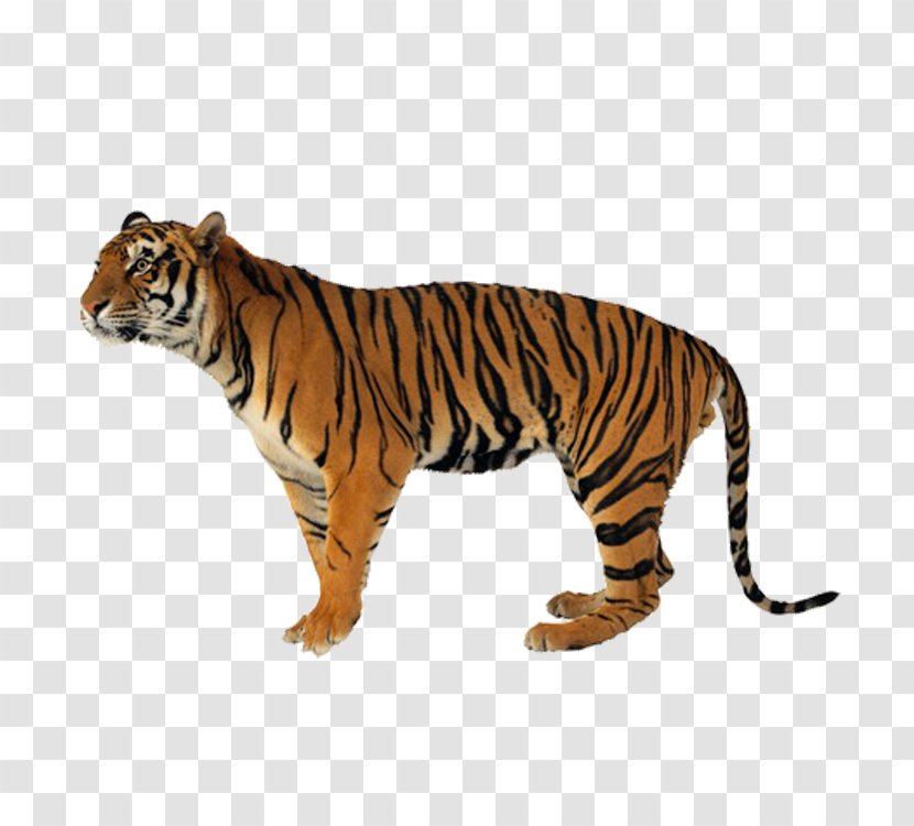 Tiger Lion Leopard Felidae Cat Transparent PNG