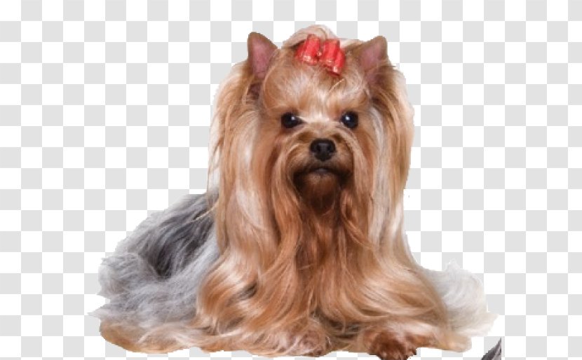 Yorkshire Terrier Australian Silky Norfolk West Highland White - Small - Dog Breed Transparent PNG