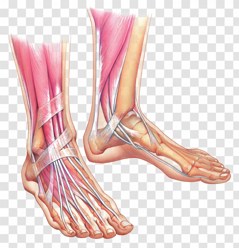 Foot Anatomy Muscle Ankle Bone - Silhouette Transparent PNG
