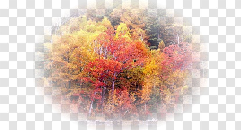 Forest Tree High-definition Television 1080p Landscape - Wuxga Transparent PNG
