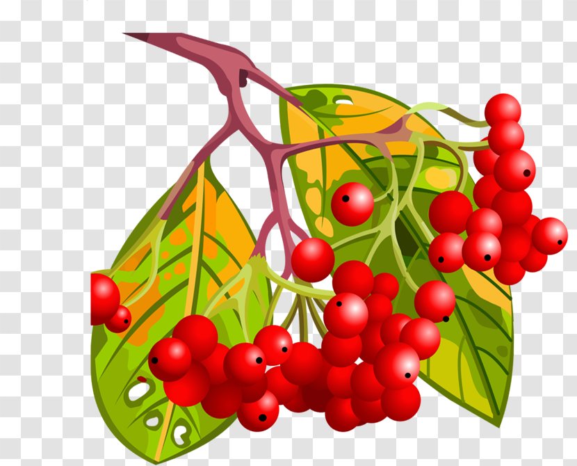 Berry Cartoon Fruit - Google Images - Autumn Bright Red Transparent PNG