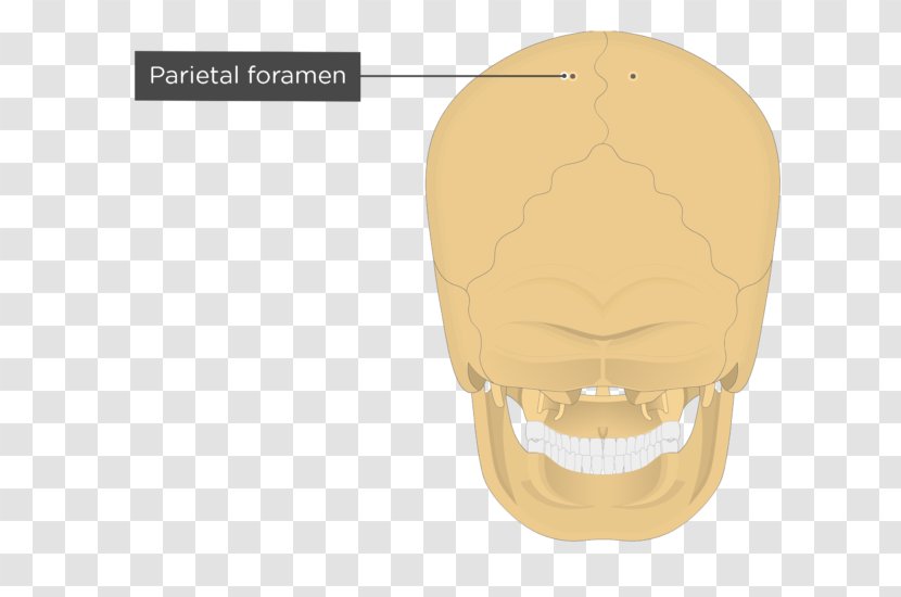 Parietal Bone Eminence Occipital Anatomy - Joint - Skull Transparent PNG