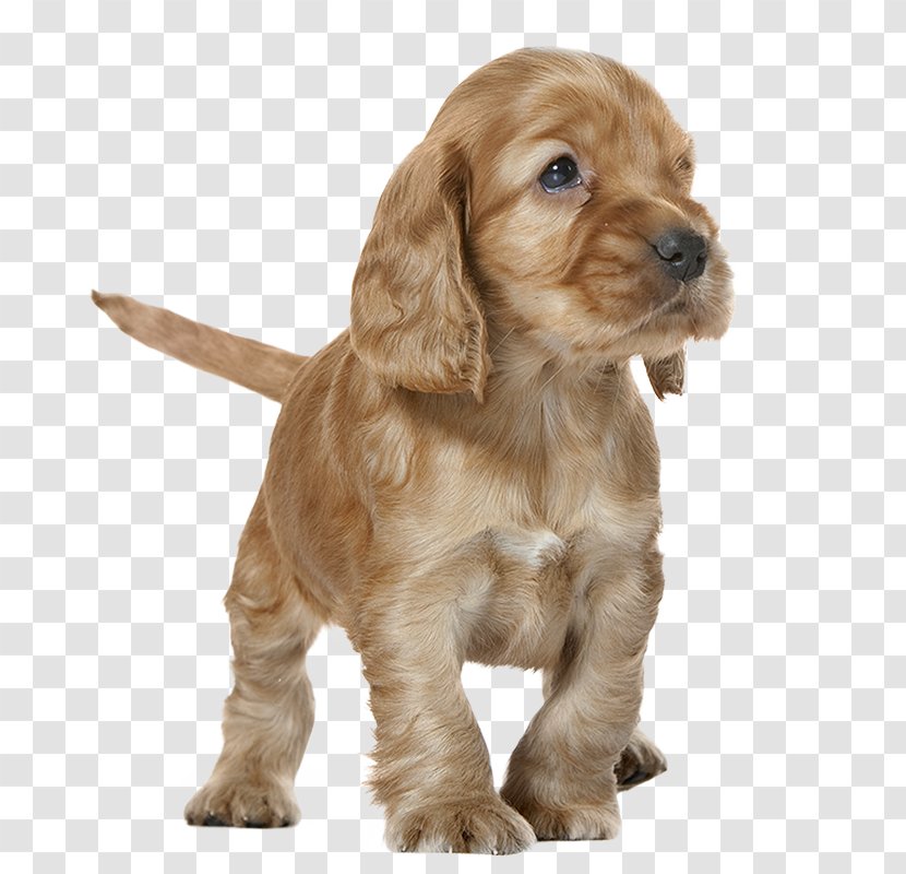 English Cocker Spaniel Puppy American Field Sussex - Dog Like Mammal - Boxer Transparent PNG