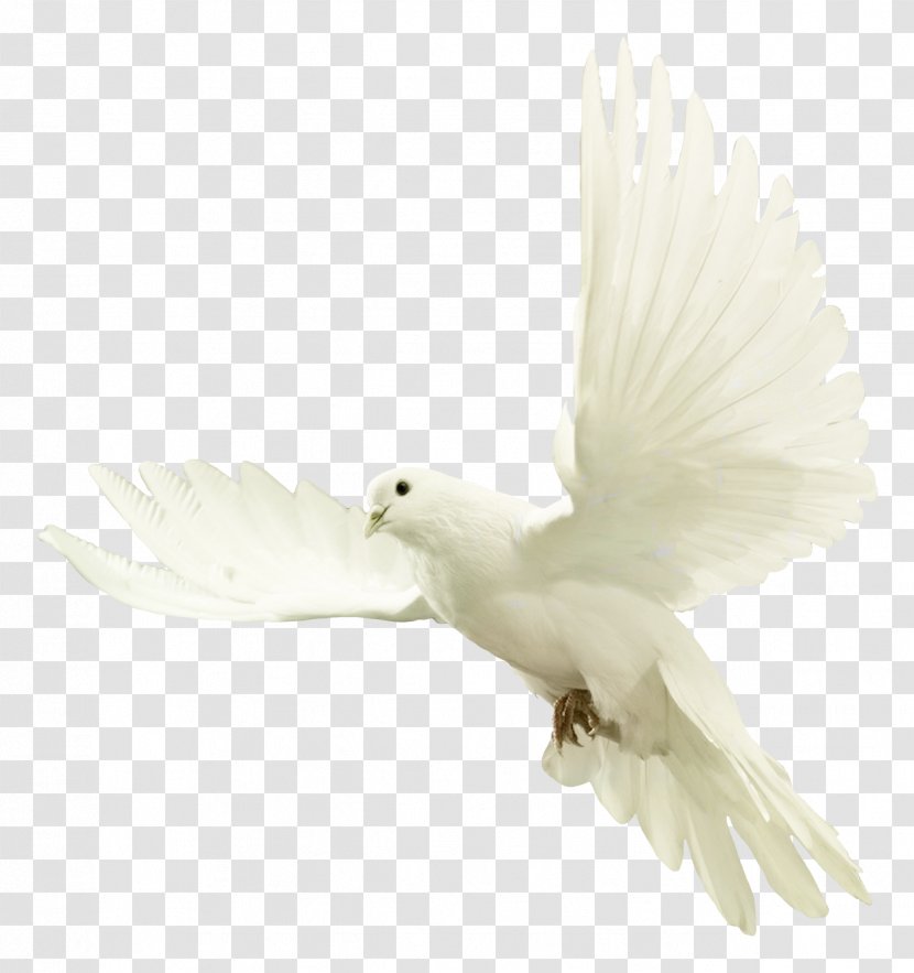 Dove - Typical Pigeons - Tourterelle Transparent PNG