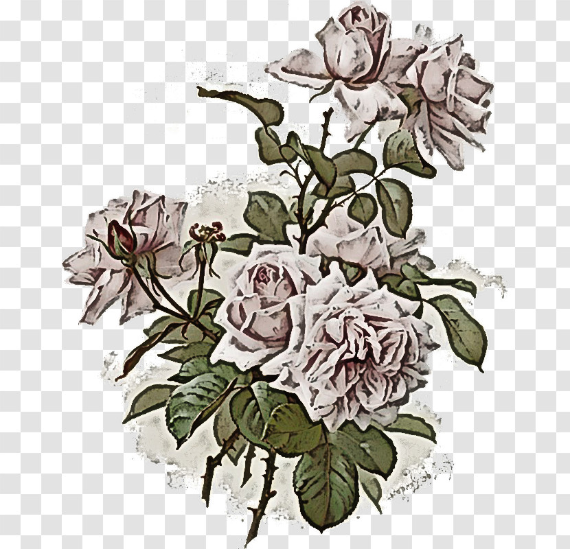 Garden Roses Transparent PNG