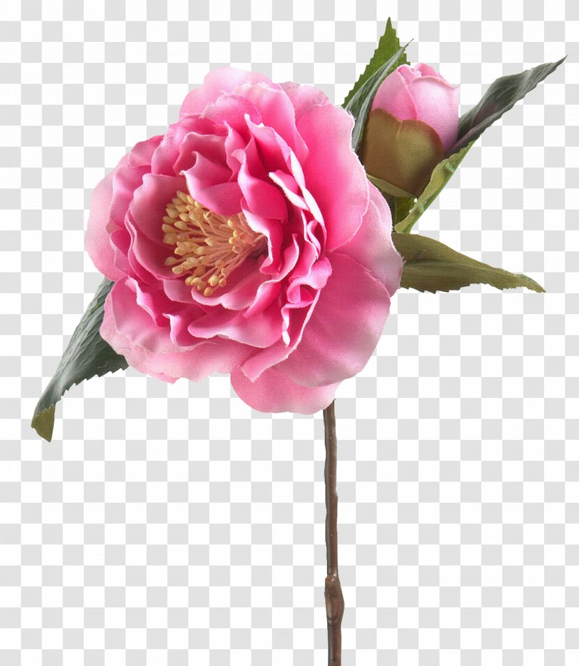 Cabbage Rose Garden Roses Яндекс.Фотки Cut Flowers - Flower - Cg Transparent PNG
