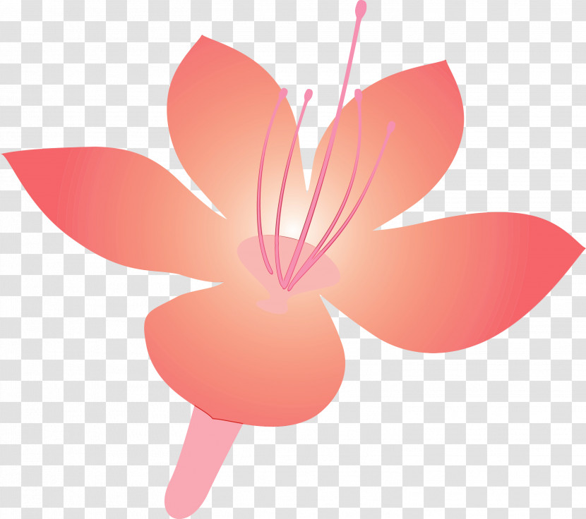 Petal Pink Flower Plant Magenta Transparent PNG
