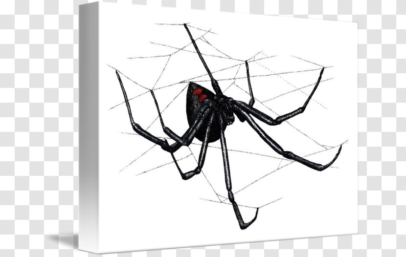 Spider Web Latrodectus Hesperus Southern Black Widow Transparent PNG