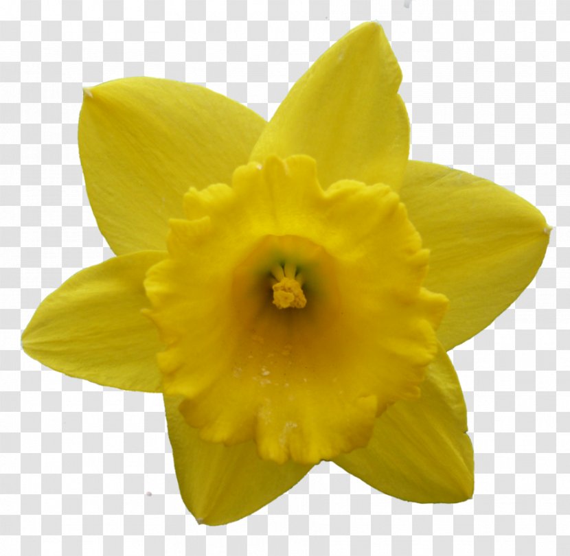 Daffodil Narcissus Flower - Petal Transparent PNG