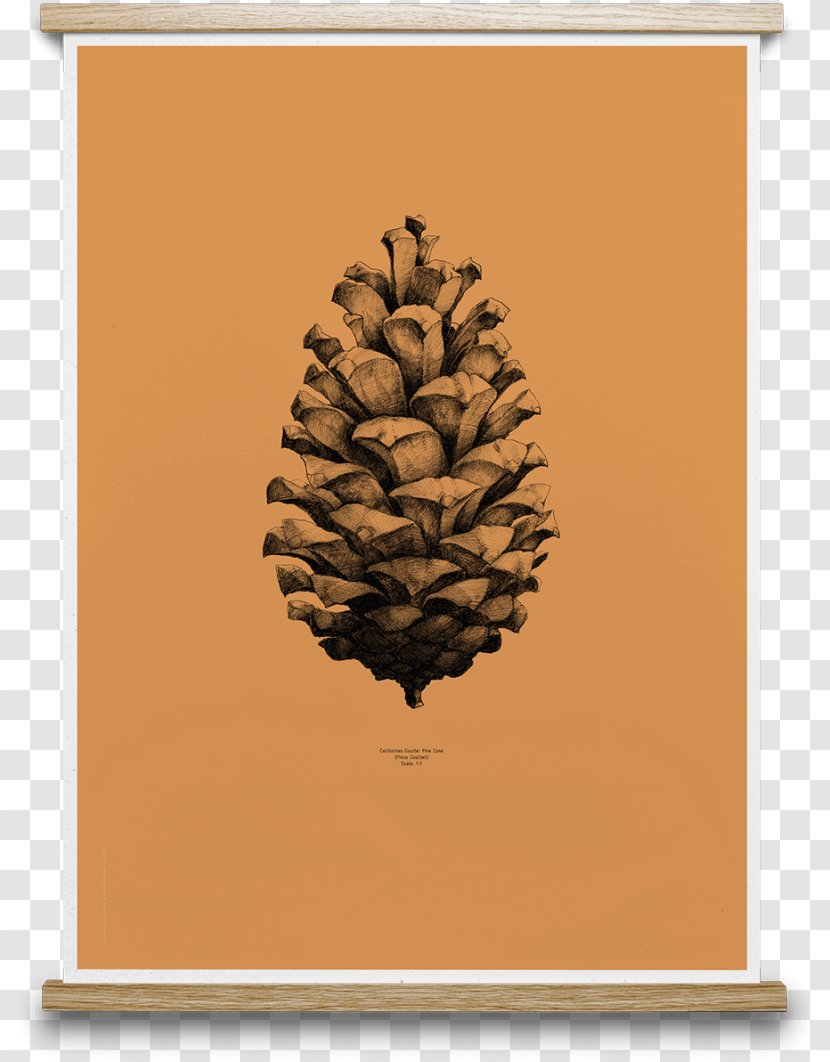 Coulter Pine Conifer Cone Poster Drawing Paper Collective Transparent PNG