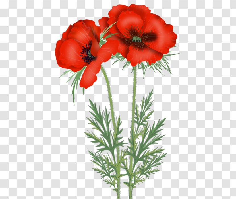 Poppy Cut Flowers Clip Art - Annual Plant - Flower Transparent PNG