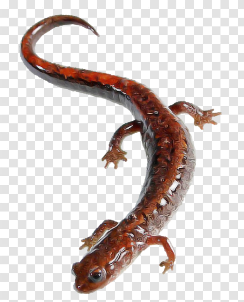 Lungless Salamander Woodland Salamander Climbing Salamander Reptile Smooth Newt Transparent PNG