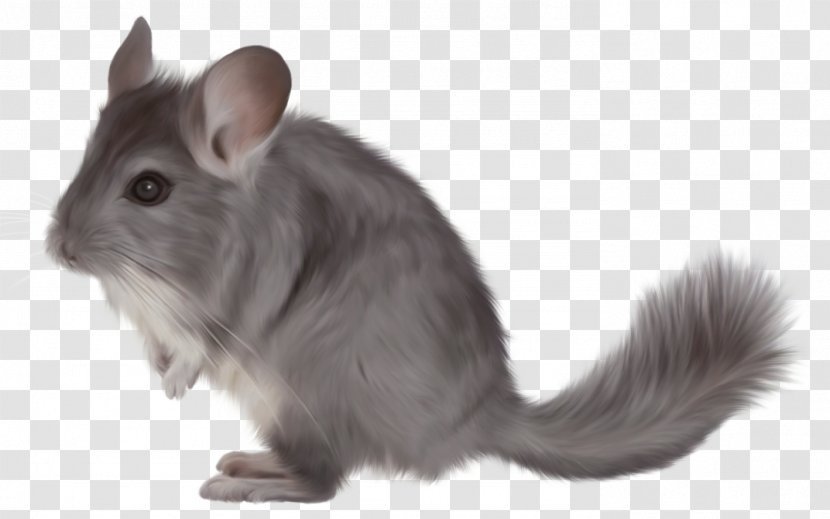 Short-tailed Chinchilla Puppy Rodent Mouse - Snout - Ferret Transparent PNG