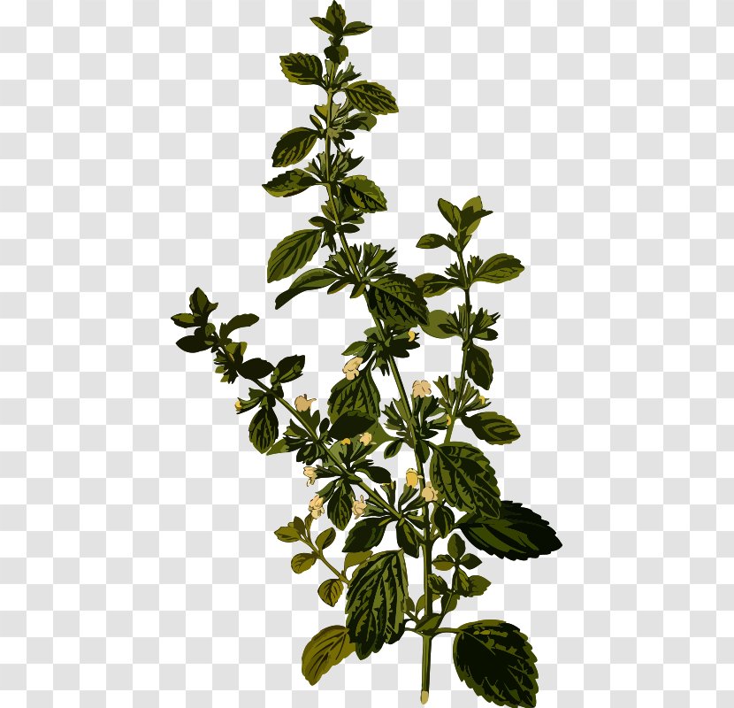 Lemon Balm Tea Herb Carmelite Water Officinalis - Medicinal Plants Transparent PNG