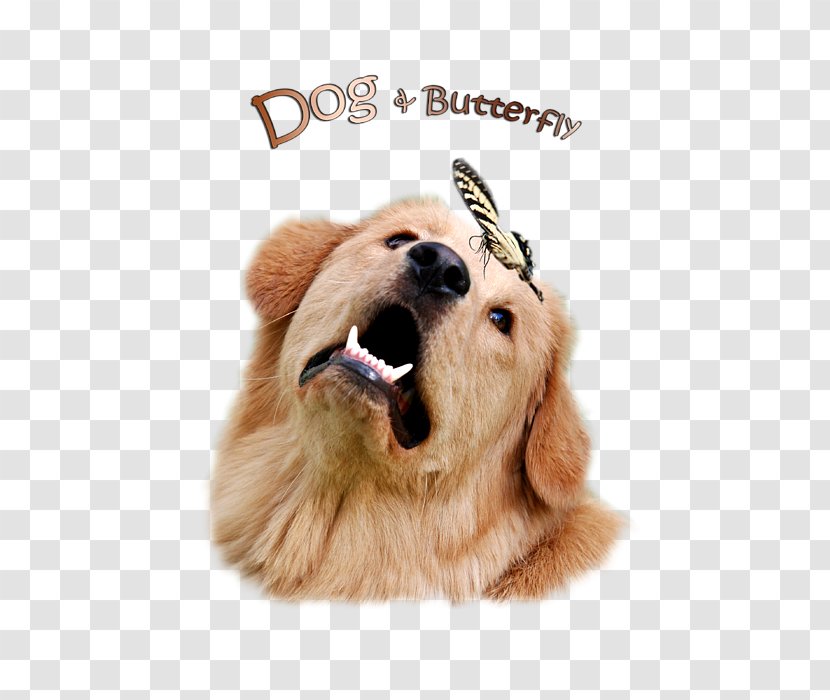 Golden Retriever Puppy Dog Breed Companion - Butterfly - Shirts Transparent PNG