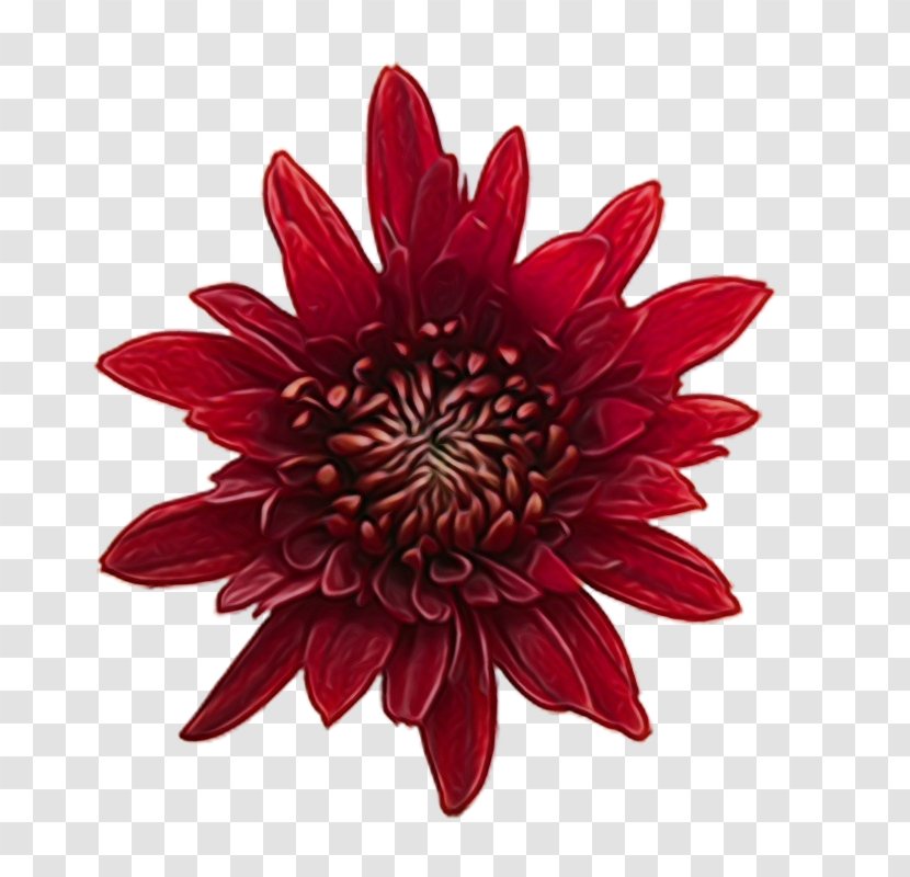 Flower Red Petal Plant Dahlia - Daisy Family Gerbera Transparent PNG
