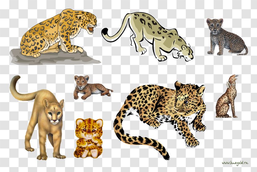 Leopard Cheetah Cat Lion Jaguar - Wildlife Transparent PNG