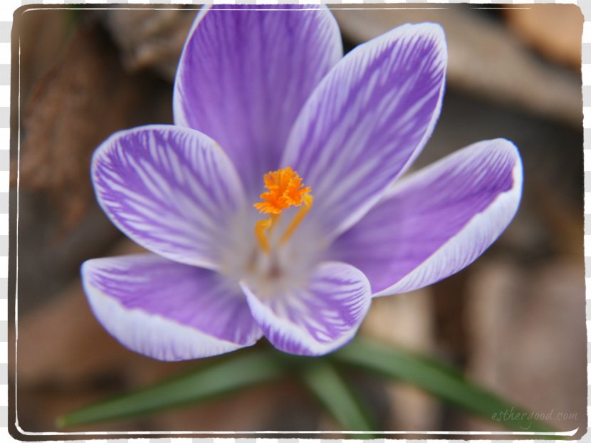 Crocus Violet Purple Iridaceae Flower - Family Transparent PNG