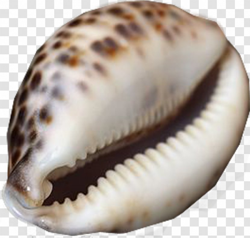 Clam Cockle Seashell Sea Snail Conchology - Molluscs - Marine Transparent PNG
